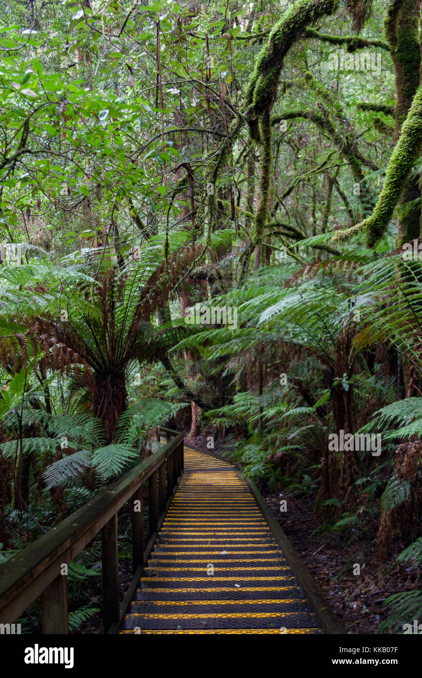 Australia, barwon area sud ovest, grande otway national park, otway fly treetop a piedi, Victoria, la foresta pluviale temperata Foto Stock