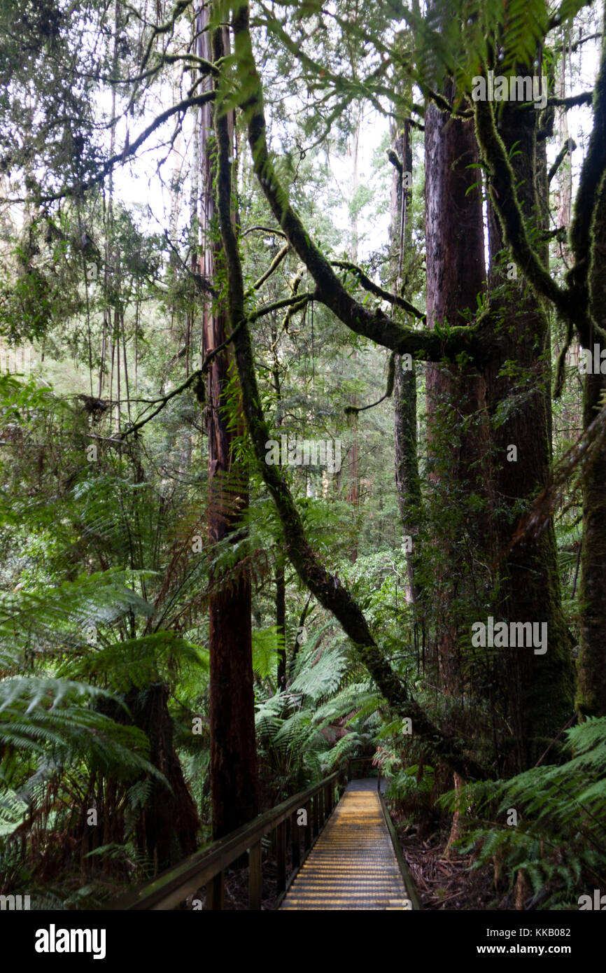 Australia, barwon area sud ovest, grande otway national park, otway fly treetop a piedi, Victoria, la foresta pluviale temperata Foto Stock
