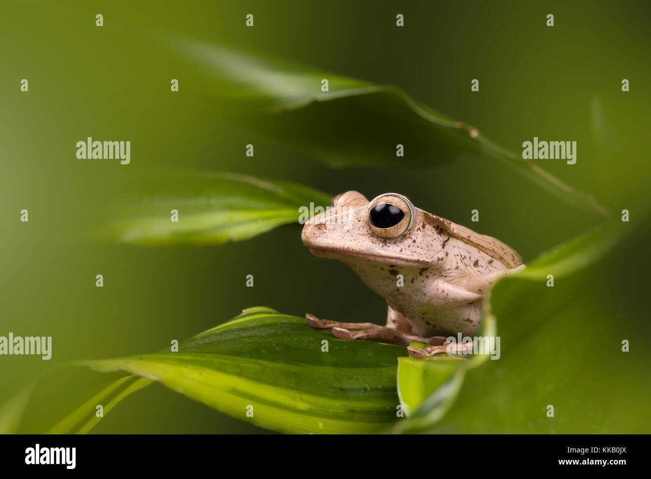 Adulto borneo eared rana su foglie verdi Foto Stock