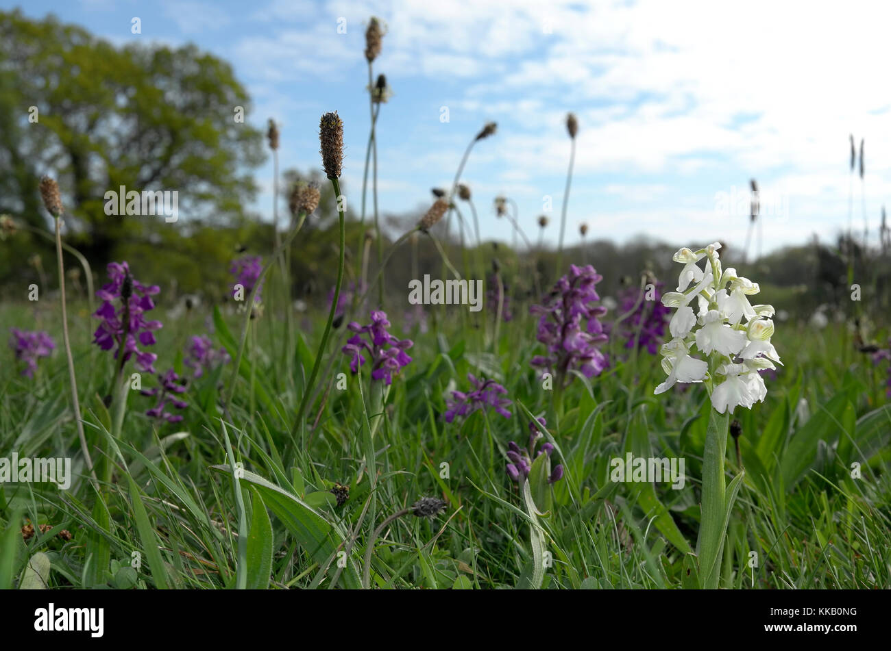 Colore bianco morph di un verde-winged orchid (Anacamptis morio) , tra rosa standard forme di verde-winged orchid Foto Stock