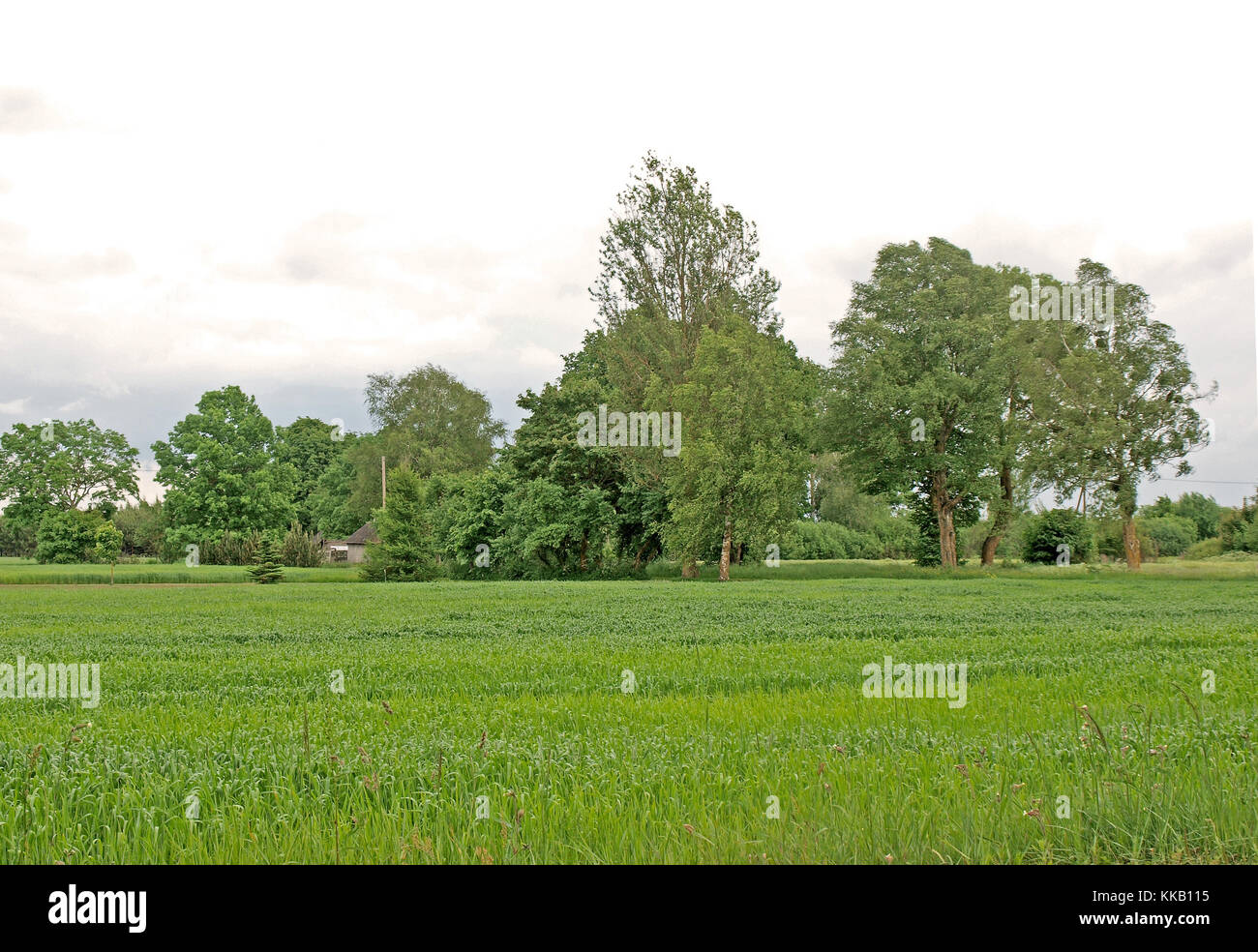 Paesaggio rurale con alberi e campo di cereali in estate piovosa giornata Foto Stock