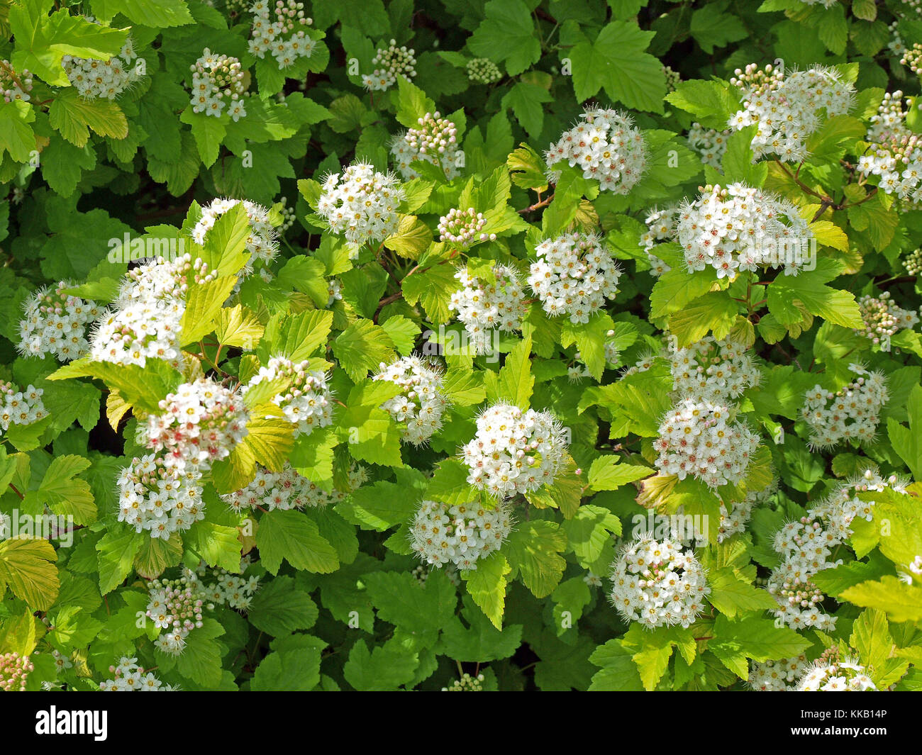 Fioritura boccola decorativo con sfere di piccoli fiori bianchi Foto Stock