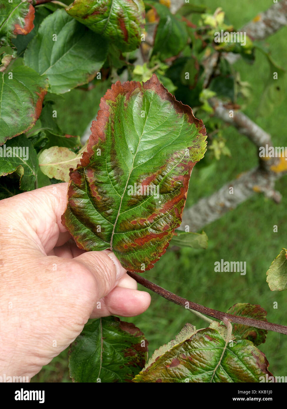 Apple foglie con macchie marroni e i bordi sono danneggiati dalla malattia  di infezione Foto stock - Alamy
