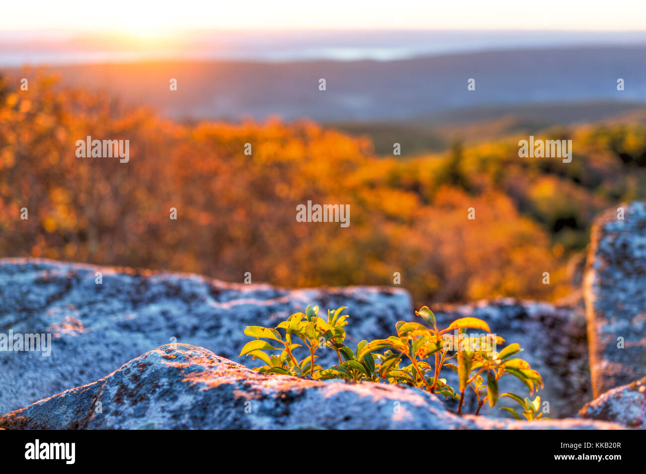 Mattina sunrise scuro con sky e golden giallo arancione fogliame di autunno in Dolly zolle, Orso rocce, West Virginia con si affacciano della valle di montagna Foto Stock