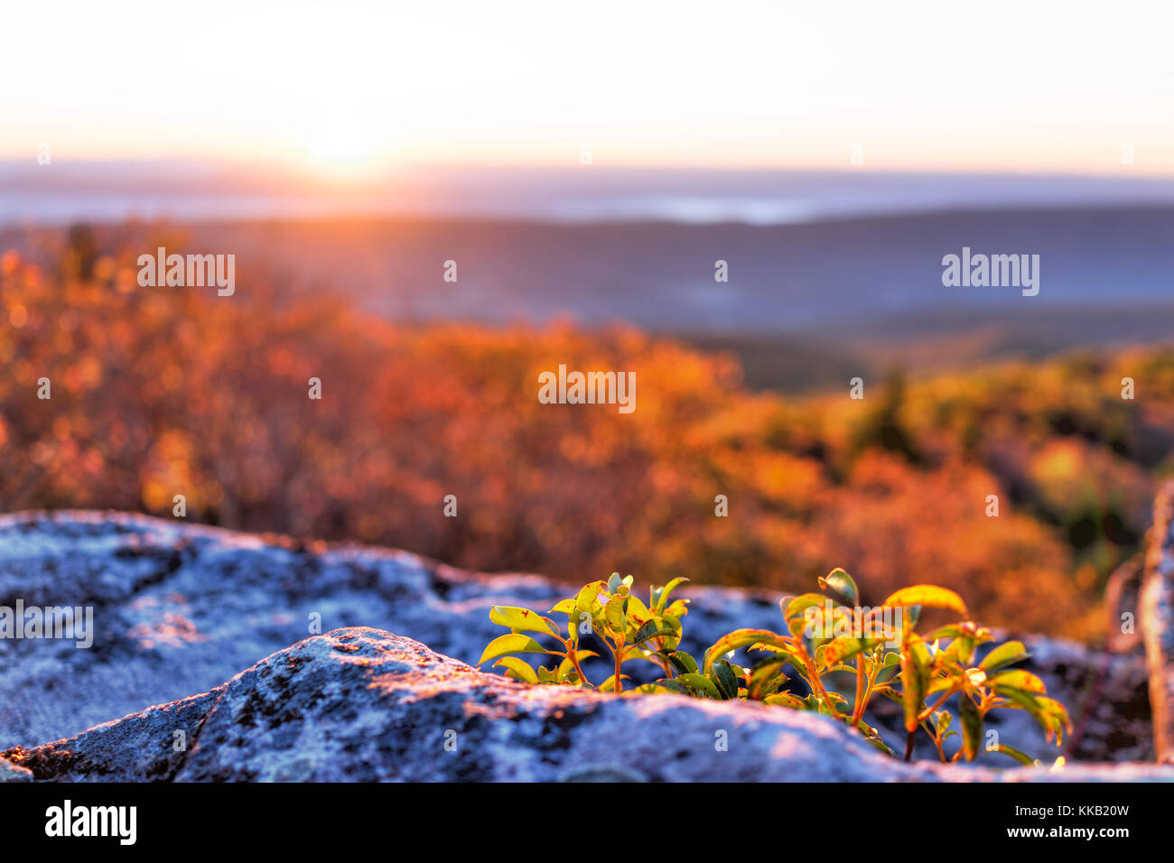 Mattina sunrise scuro con sky e golden giallo arancione fogliame di autunno in Dolly zolle, Orso rocce, West Virginia con si affacciano della valle di montagna Foto Stock