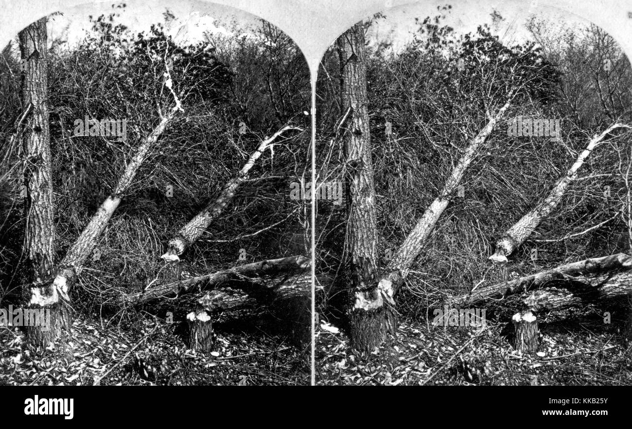 Stereografia degli alberi che sono stati abbattuti dai castori on Henry la forcella del Green River, Utah. Immagine cortesia USGS. 1870. Foto Stock