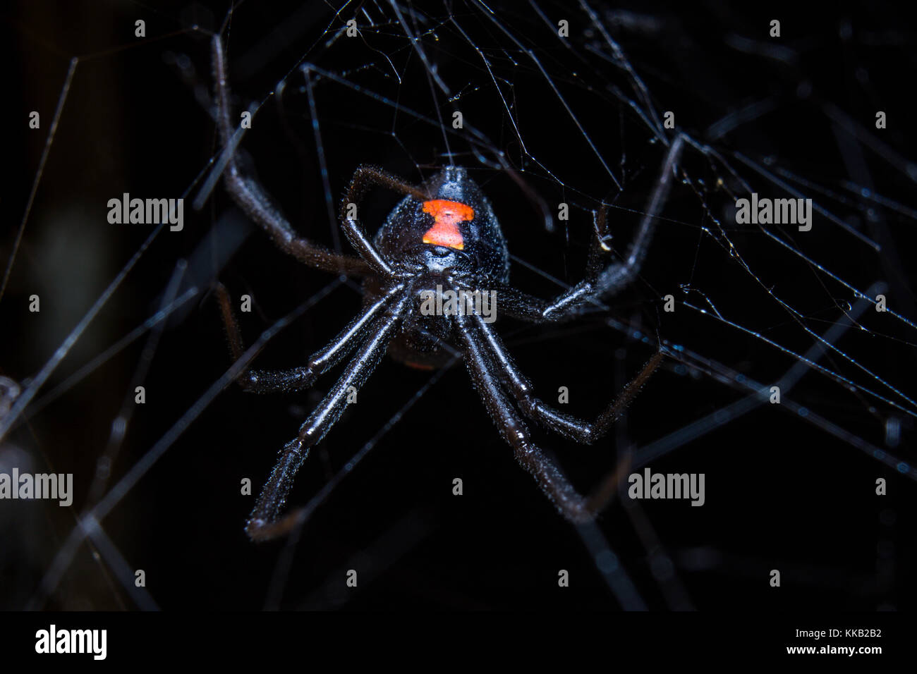 Una femmina di black widow spider poggia nella sua web. Foto Stock