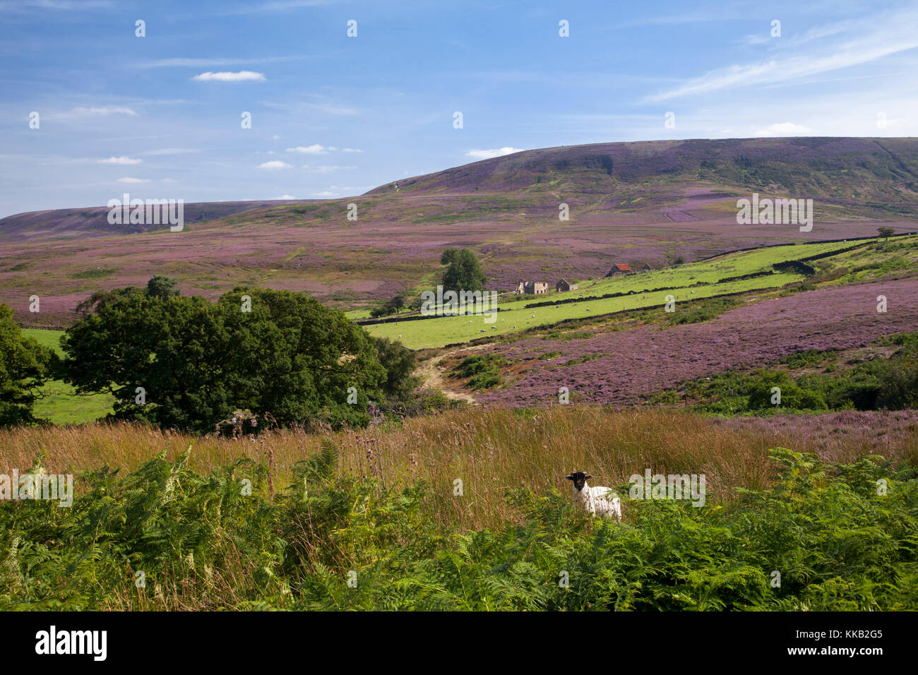 Grande Arden Moor e Dale Head da Locker bassa Moor North York Moors National Park North Yorkshire Foto Stock