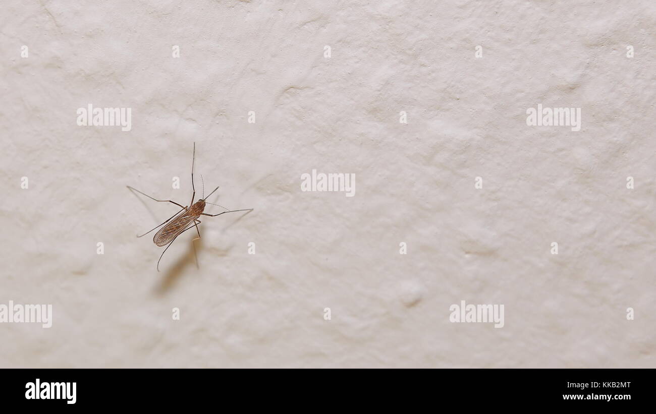 Mosquito (familiy Culicidae) seduto sul muro. Foto Stock
