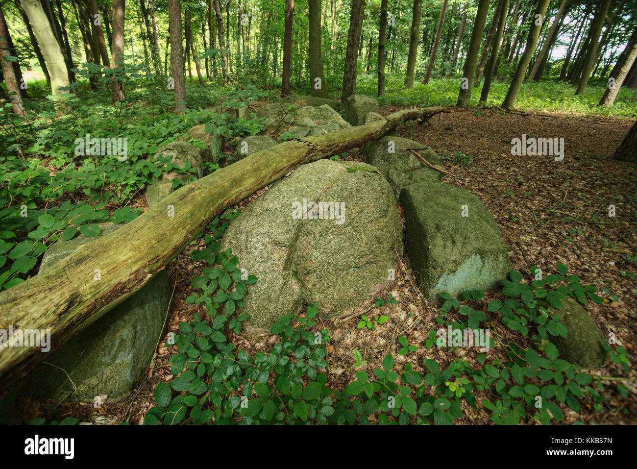 Rimane del megalitico tomba chambered Pustow 1 in Germania. Foto Stock