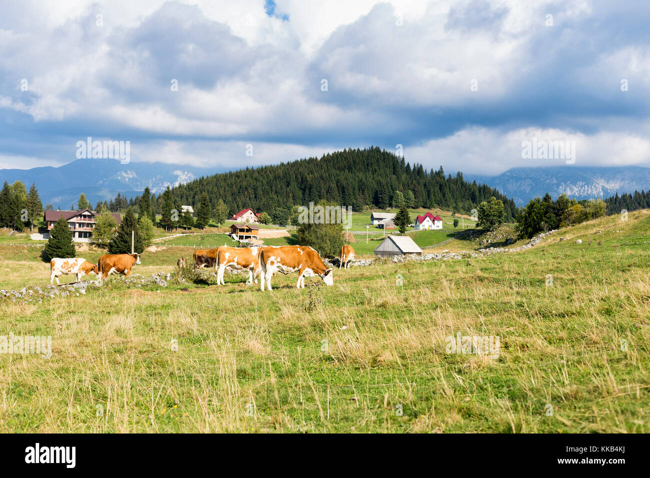 Le mucche al pascolo e vecchie case di legno in rumeno di montagne Foto Stock