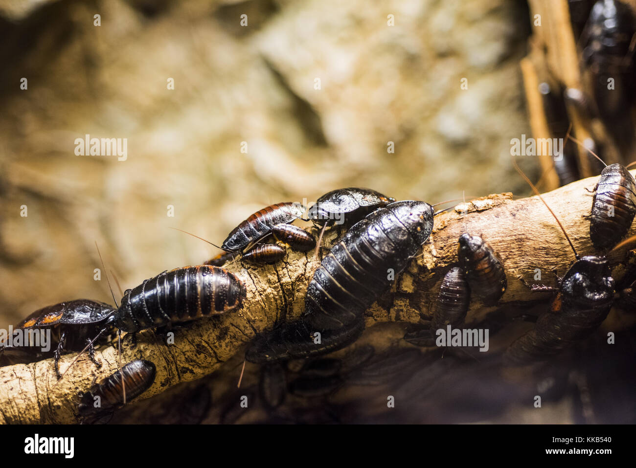 Scarafaggi su alberi log. Foto Stock
