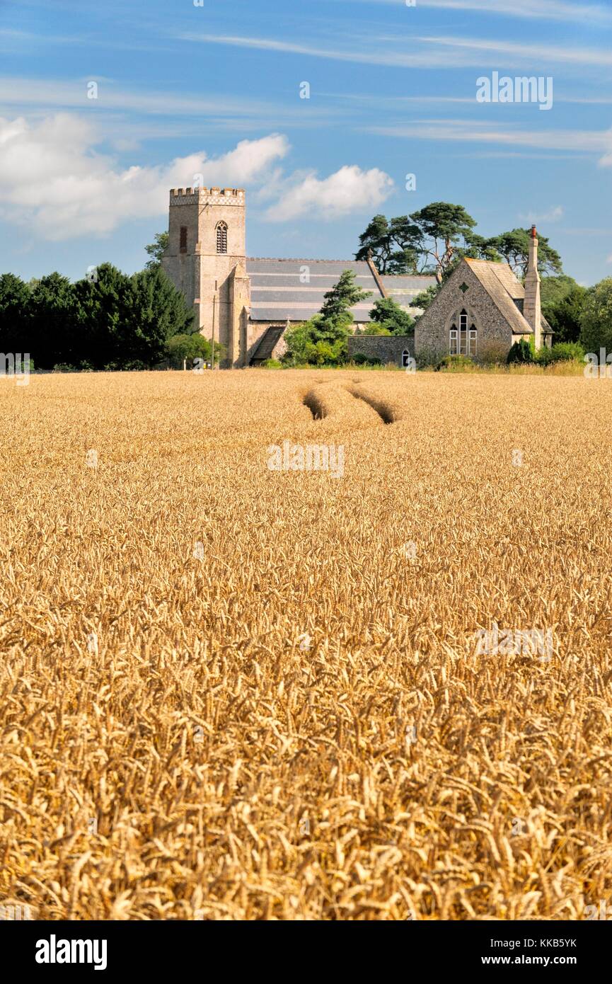 Santa Maria Vergine Chiesa Parrocchiale attraverso mature orzo campo nel villaggio di Gunthorpe, vicino a Cromer, Norfolk, Inghilterra. Estate Foto Stock