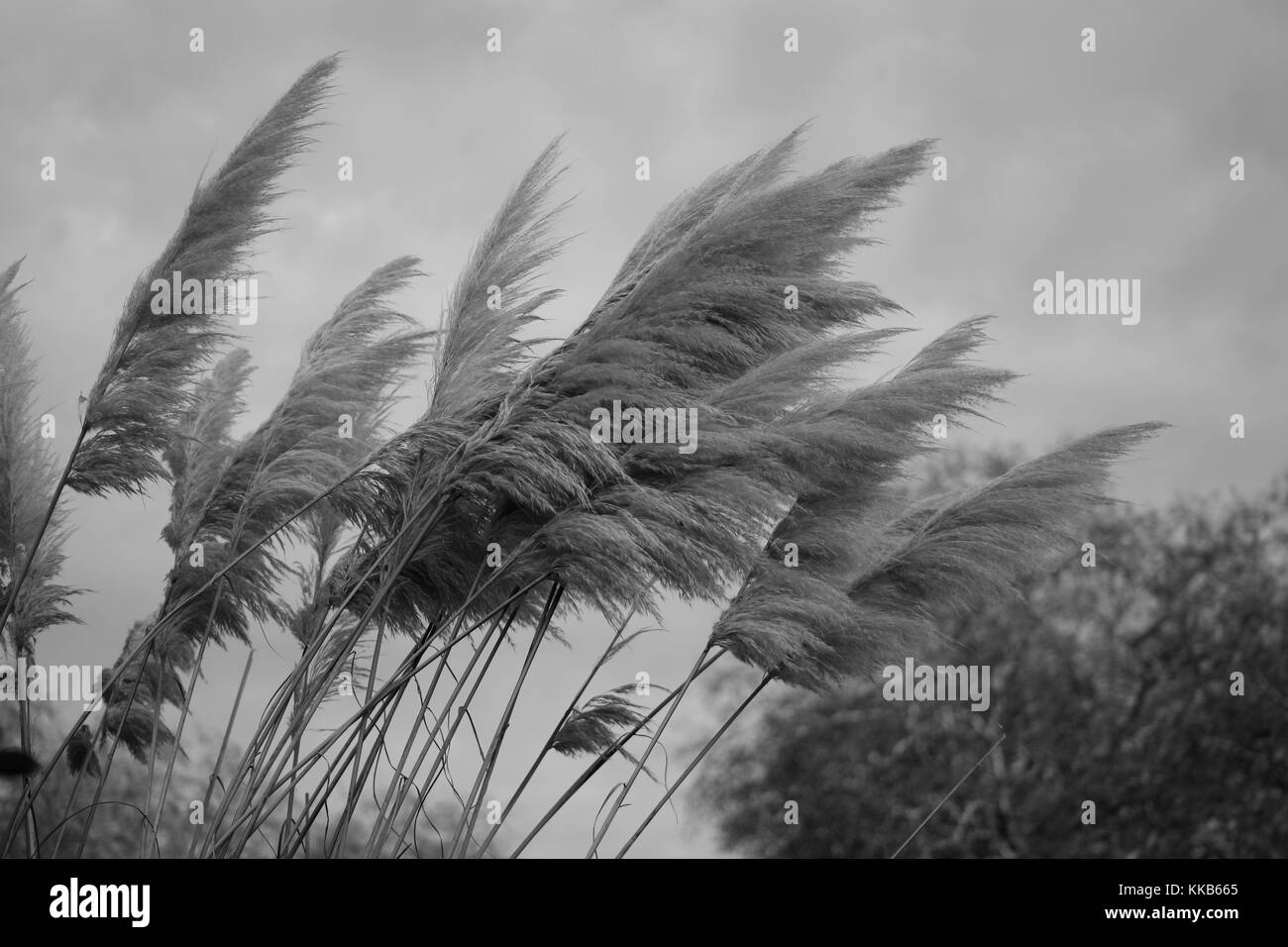 Pianta flowering in Hyde Park, London, Regno Unito Foto Stock