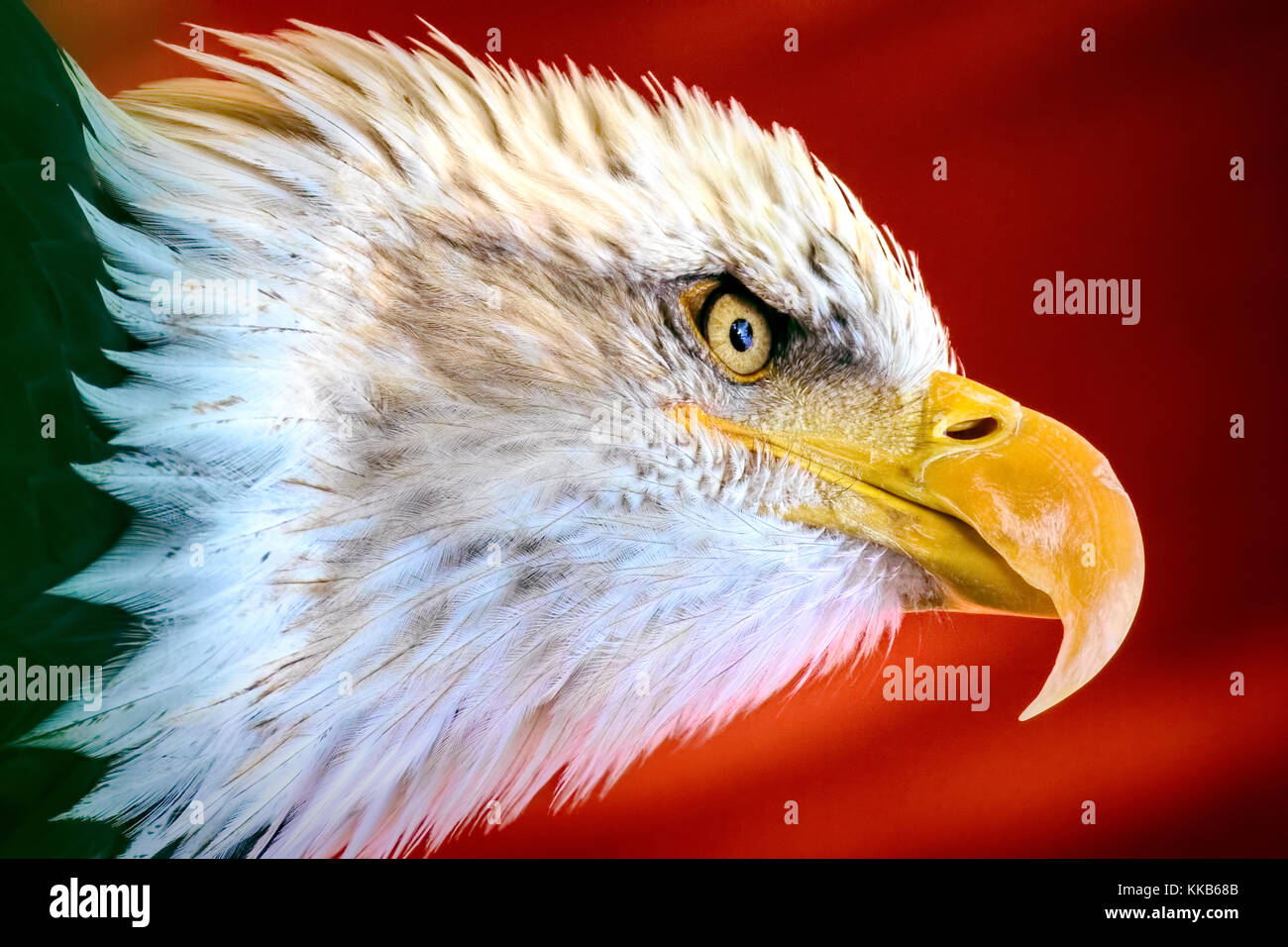 Bald eagle - Haliaeetus leucocephalus captive campione. centro di riabilitazione, in grado di rilasciare. Foto Stock