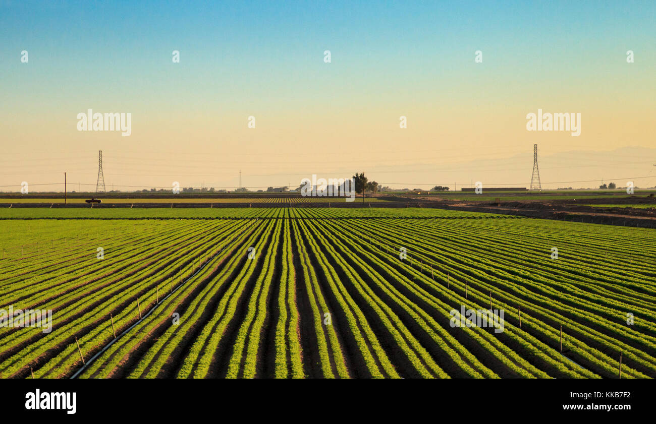 Righe verdi dell'agricoltura i campi in calexico lungo la Interstate 8 east sulla frontiera della California e del Messico. Foto Stock
