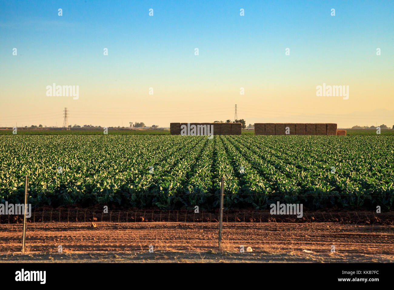 Righe verdi dell'agricoltura i campi in calexico lungo la Interstate 8 east sulla frontiera della California e del Messico. Foto Stock