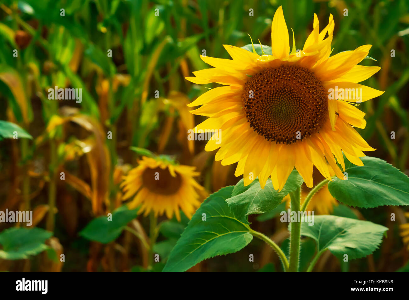 Bella girasoli crescono in campo Foto Stock