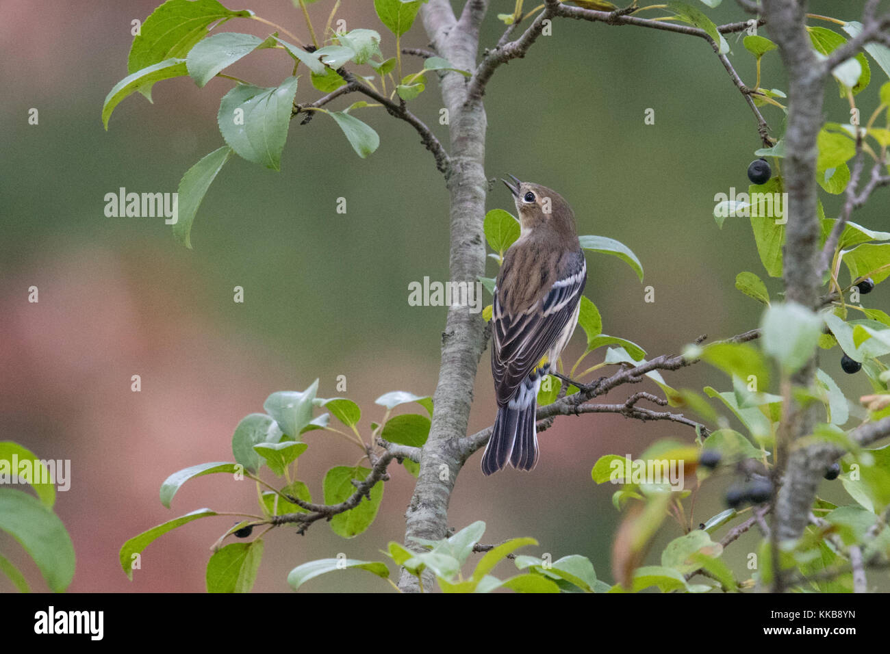 Giallo-rumped trillo canta femmina e visualizza la caduta del piumaggio tra i colori dell'autunno Foto Stock