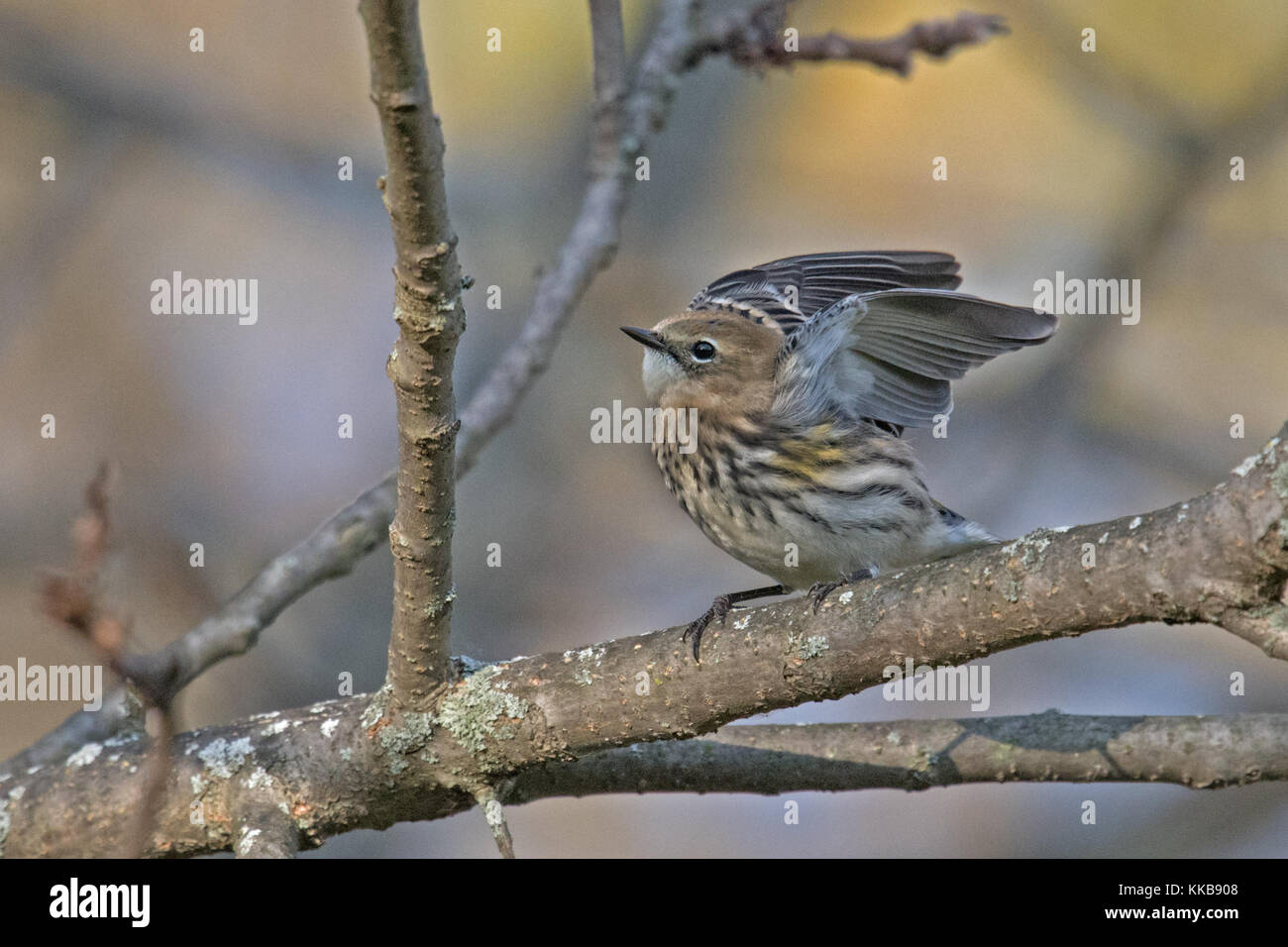 Giallo-rumped trillo ascensori femmina ali Foto Stock