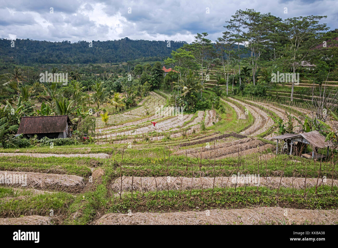 A Schiera campi di fagiolo / terrazze nel villaggio rurale sideman nel karangasem regency, Bali, Indonesia Foto Stock