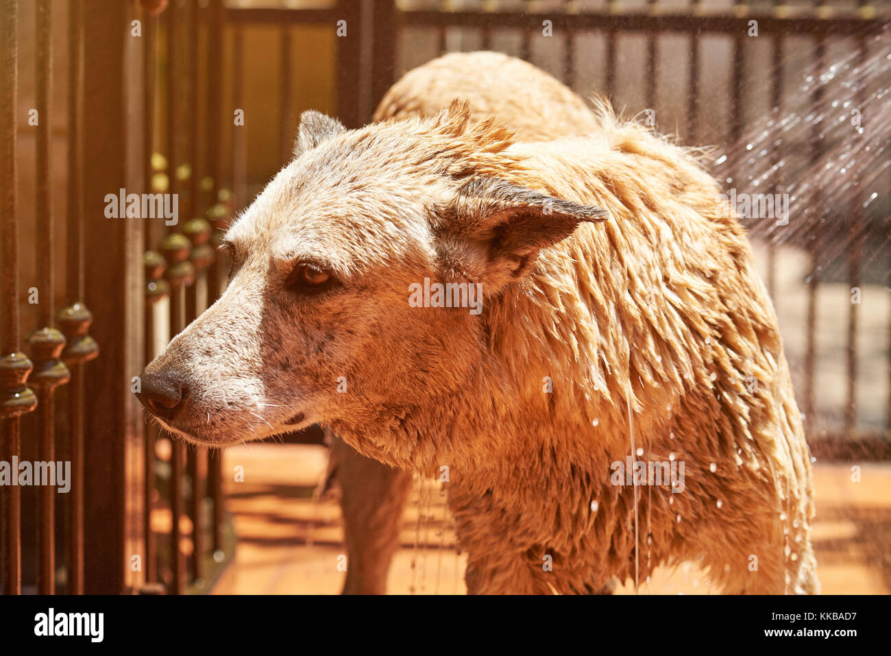 Close-up di cane bagnato tenendo la doccia. la spruzzatura di acqua su cane Foto Stock