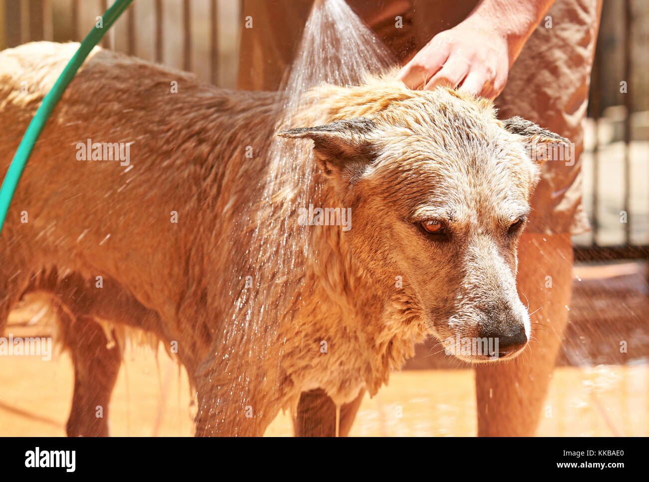 Miserabile cane marrone durante le operazioni di toletta. pastore non piace prendere il bagno sulla giornata di sole Foto Stock