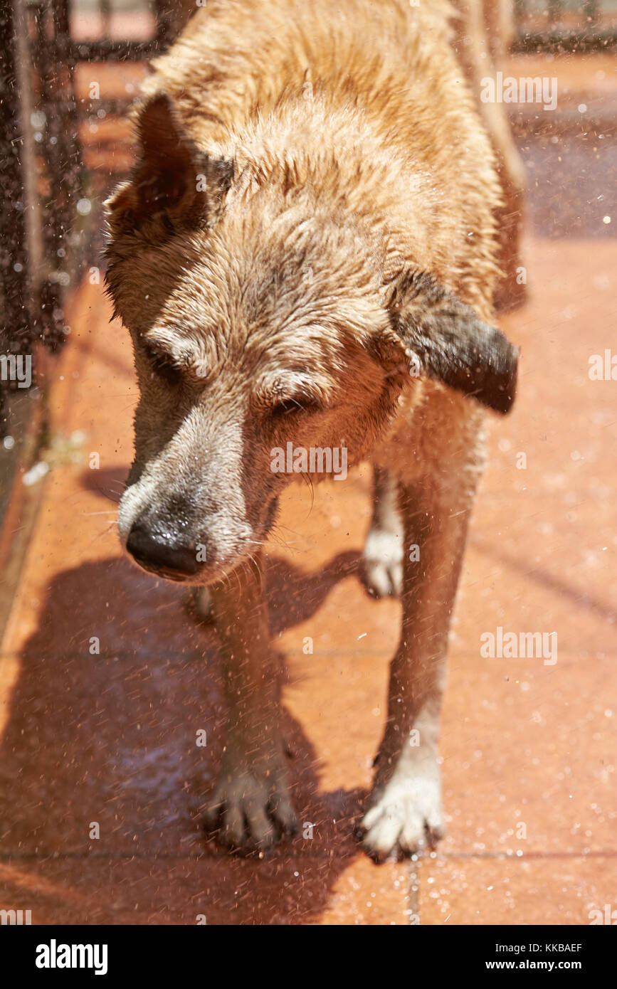 Marrone di scuotimento del cane dopo il lavaggio di close-up. bagnato cane pastore scuotere la sua pelliccia Foto Stock
