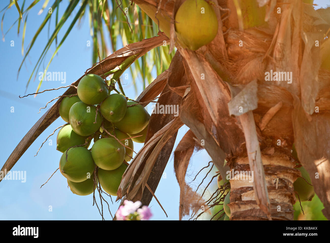 Close-up di noce di cocco verde frutti appesi su Palm tree Foto Stock