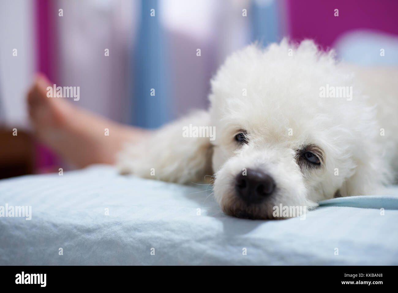 Annoiati barboncino bianco giaceva sul letto di close-up. Pulire il cane bianco nella sala interna Foto Stock