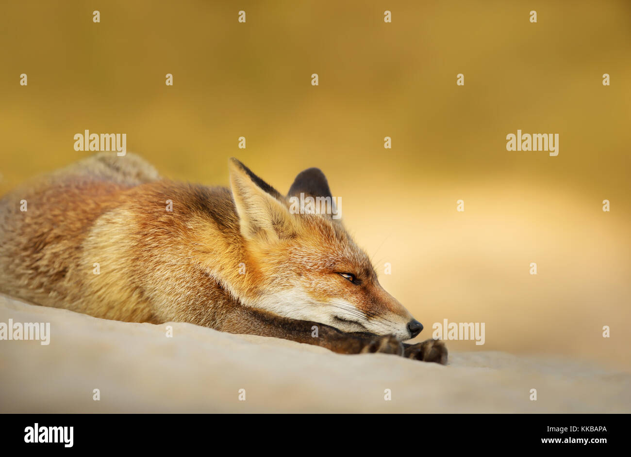 Carino Little Red Fox è appoggiata la posa su sabbia Foto Stock