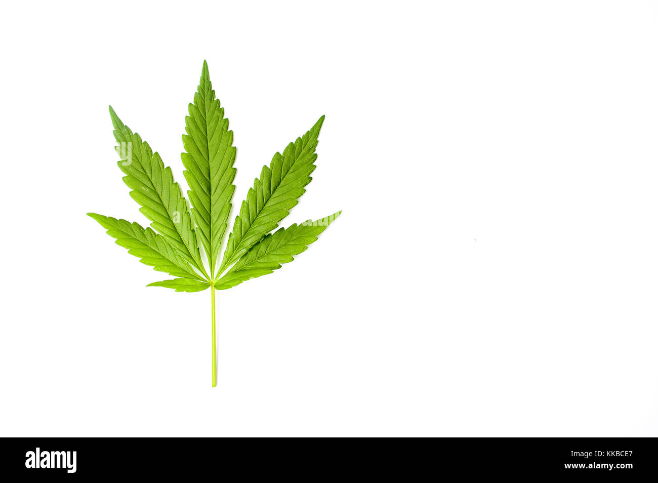 Foglia di Marijuana isolato su uno sfondo bianco Foto Stock