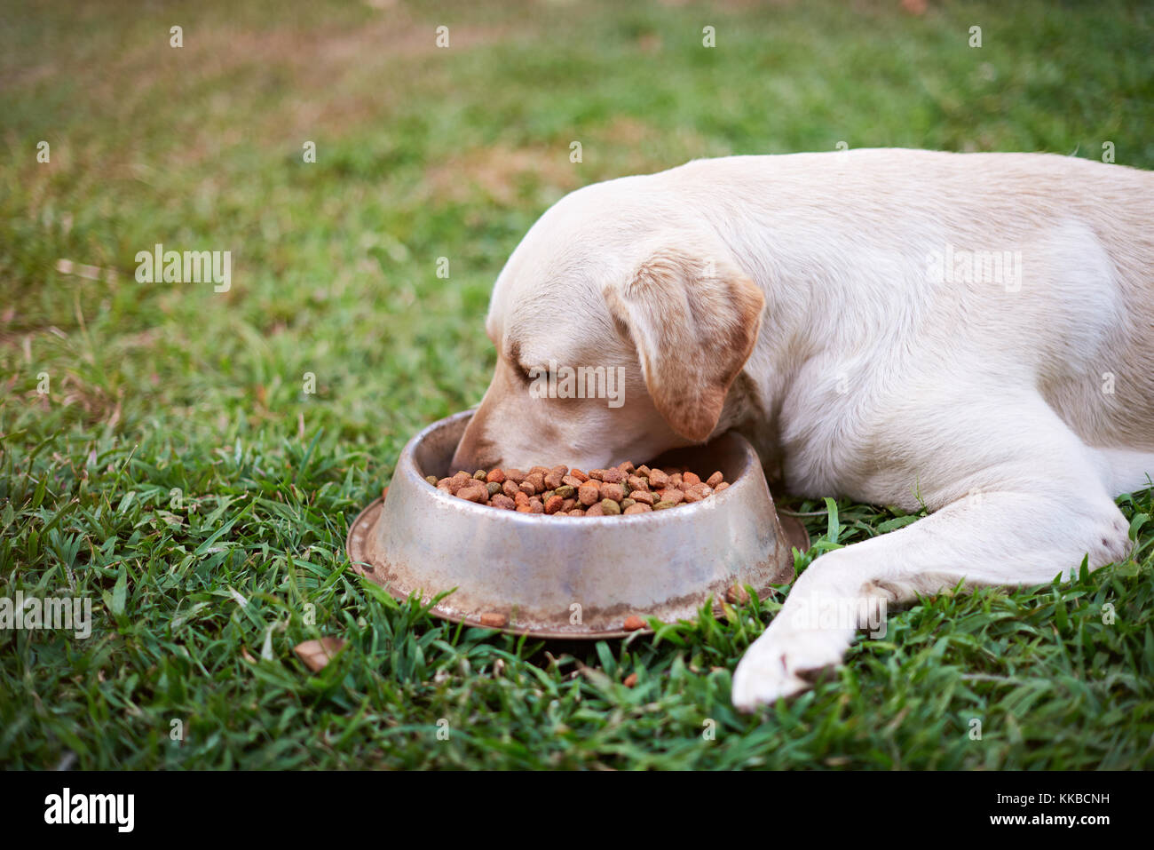 Vista laterale del labrador mangiare fuori in erba verde sfondo sfocato. cane mangiare dal recipiente di metallo Foto Stock