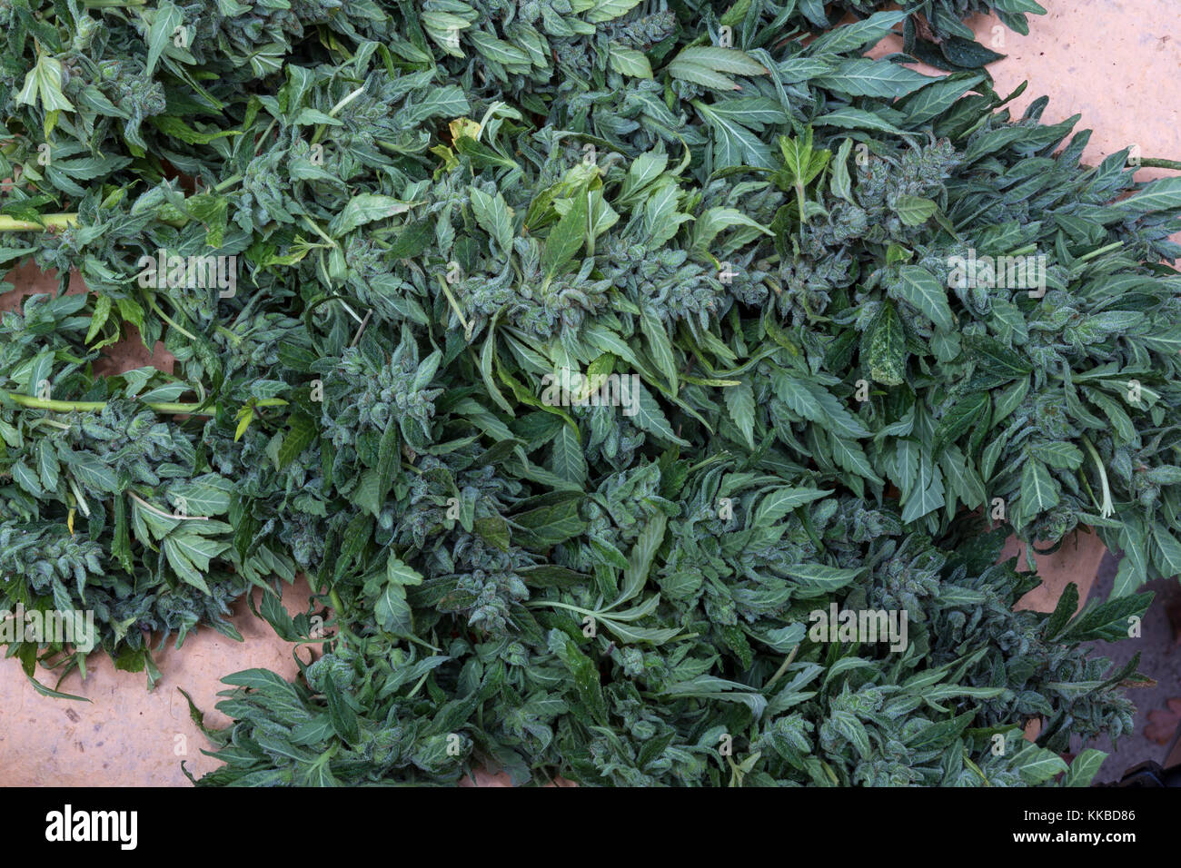 Indica-sativa hybrid, tricomi, cole, pianta di cannabis, piante di marijuana, la marijuana medica, medicina alternativa, pianta medicinale, California Foto Stock