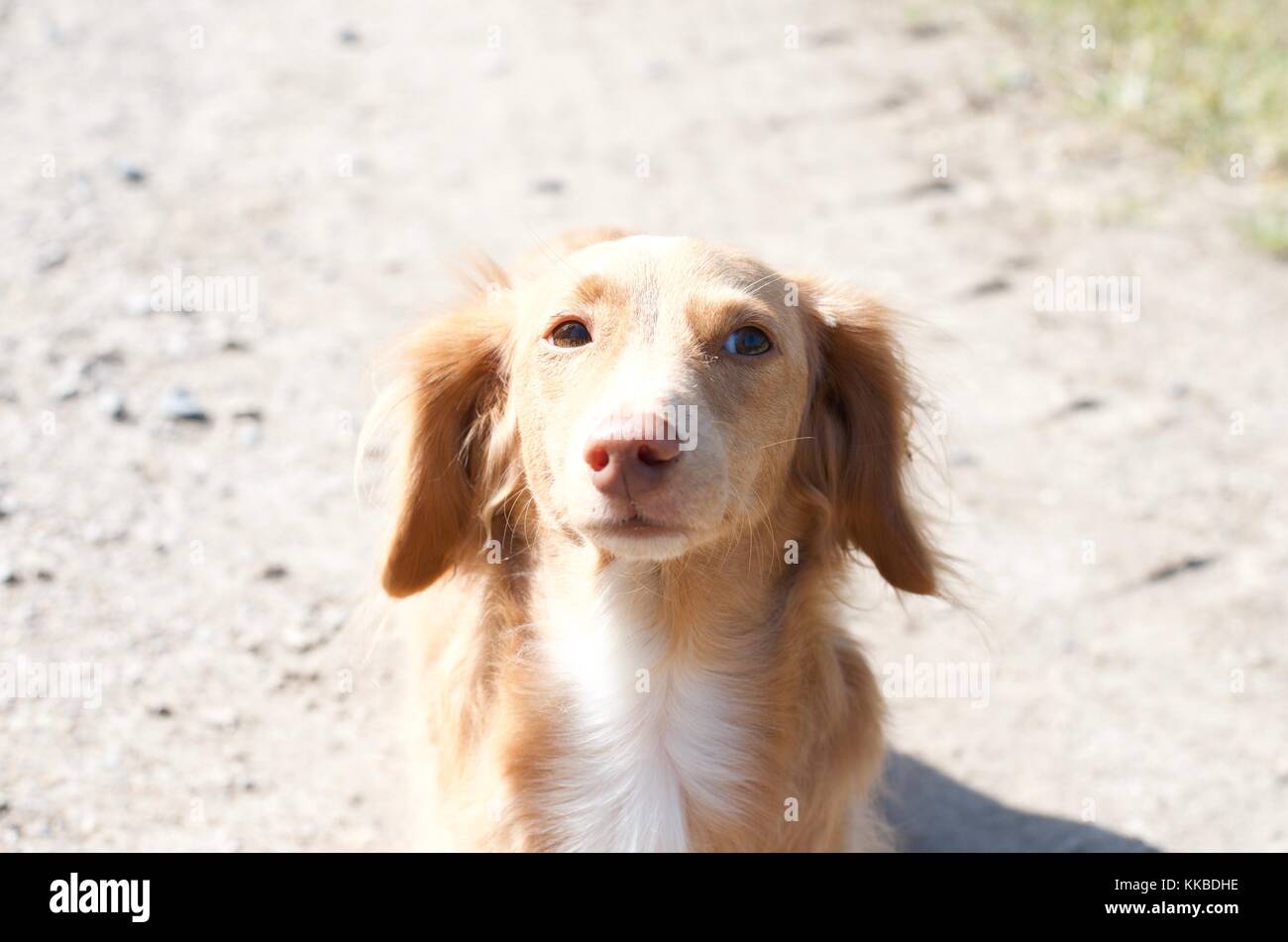 Quando questo breve zampe compagno camminato fino a me quindi mi ha dato questo sguardo, il mio Nikon D7000 weeped leggermente e acquisito questo tizi profondi pensieri profondi. Foto Stock