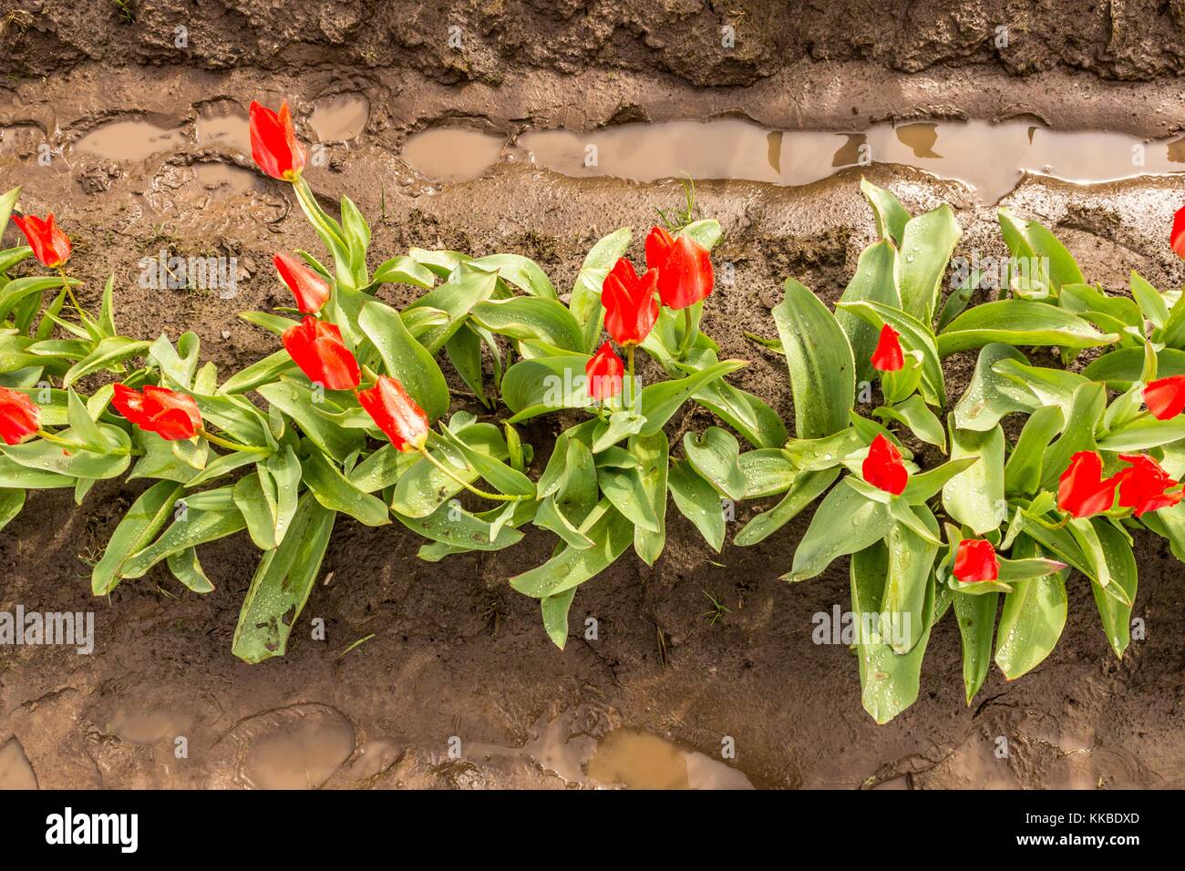 Tre tulipani rossi Foto Stock