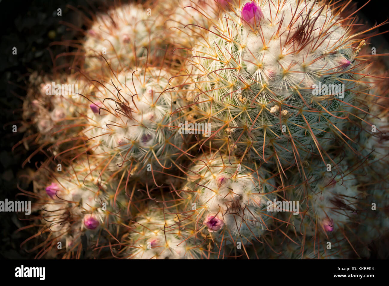 Fiore di cactus mammillaria Foto Stock