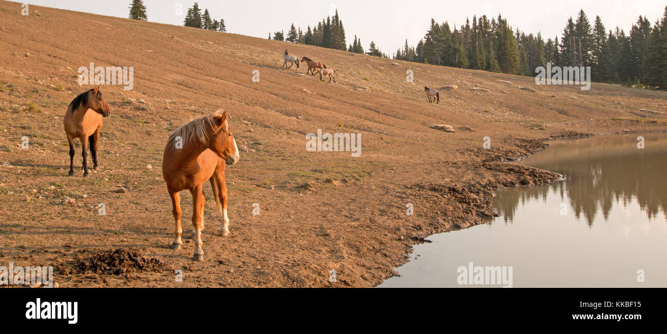 Branco di cavalli selvatici presso il pozzo d'acqua delle Pryor Mountains Wild Horse Range, Montana Unted States Foto Stock