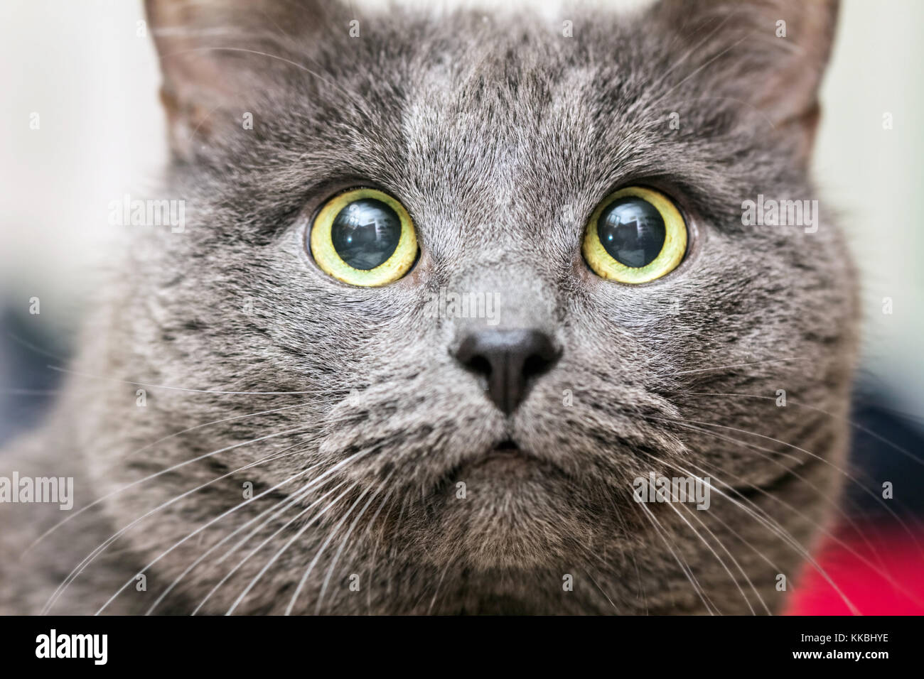 Close-up ritratto di adulto gatto grigio con gli occhi gialli Foto Stock