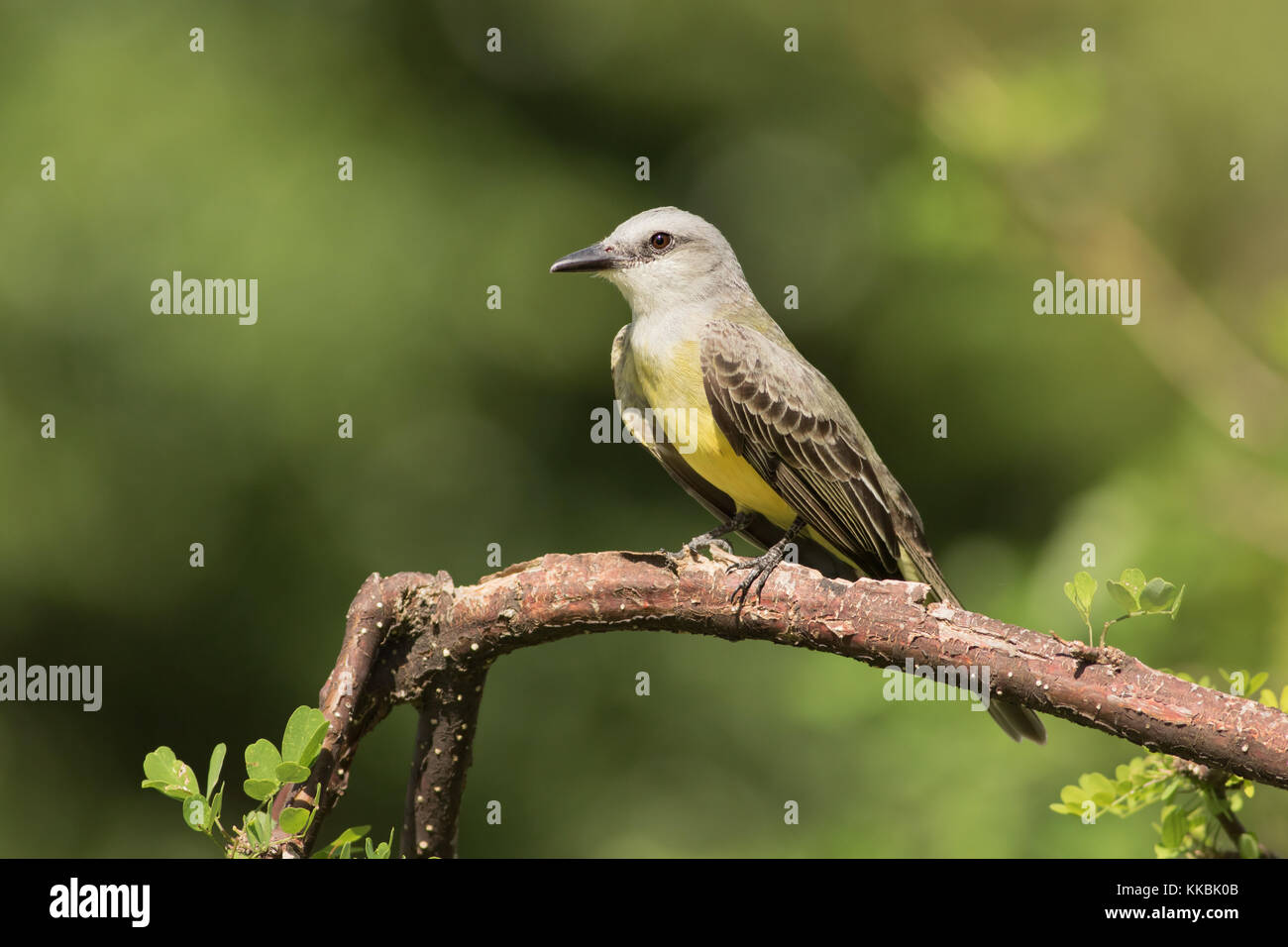 Tropical Kingbird (Tyrannus melancholicus). Punta Culebra, Smithsonian. Panama. Foto Stock