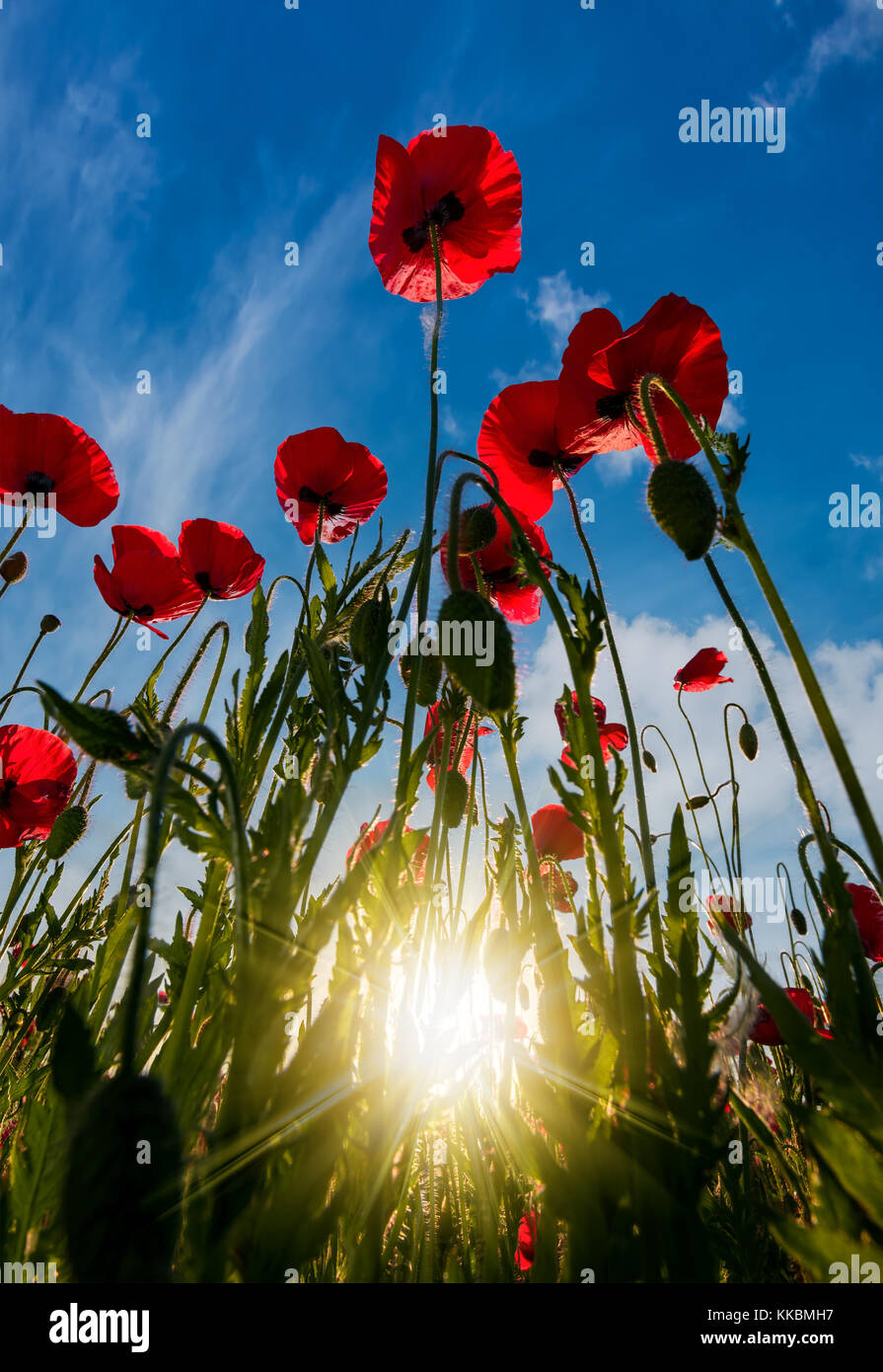 Campo di papavero rosso fiore con sunburst colpo da sotto. bellissima natura sfondo contro il cielo blu Foto Stock