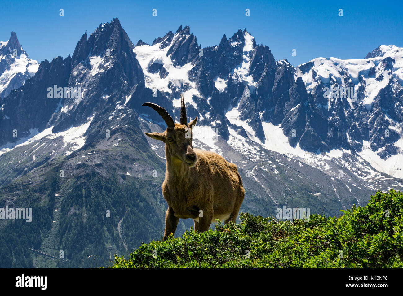 Ibex sullo sfondo del massiccio del Monte Bianco. Alpi. Foto Stock