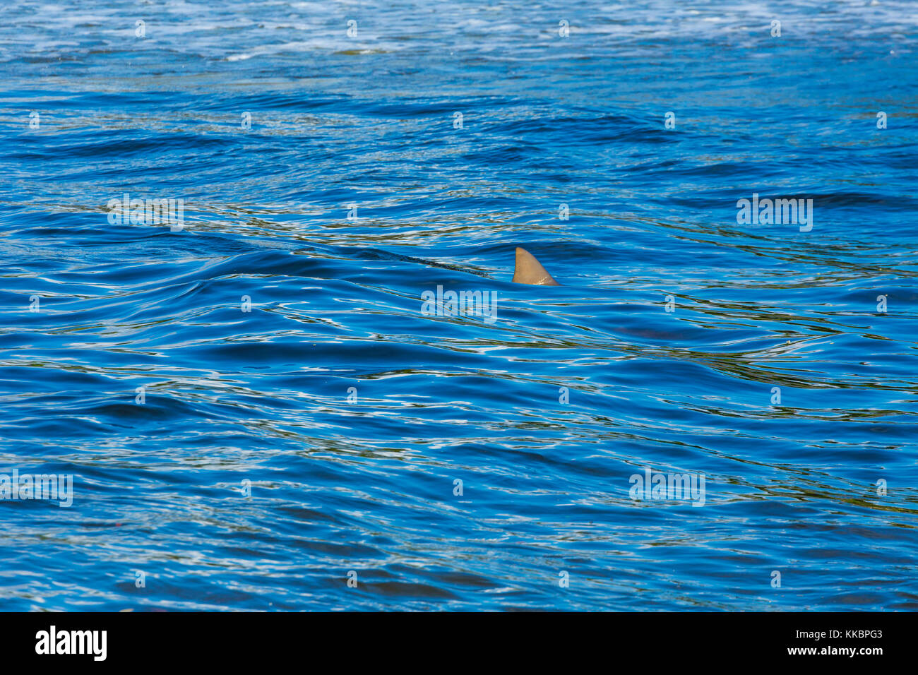 Squalo toro (Carcharhinus leucas), costa pacifica americana, Estacion Sirena, Parco Nazionale di Corcovado, Penisola di Osa, Provincia di Puntarenas, Costa Rica Foto Stock