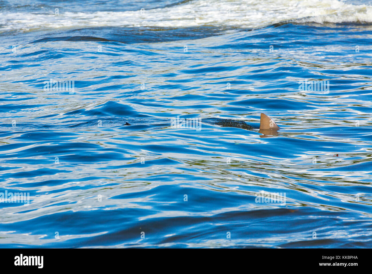 Squalo toro (Carcharhinus leucas), costa pacifica americana, Estacion Sirena, Parco Nazionale di Corcovado, Penisola di Osa, Provincia di Puntarenas, Costa Rica Foto Stock