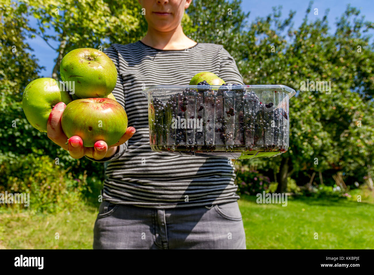 Giovane donna tenendo fuori appena raccolto apple e more. Inghilterra, Regno Unito 2017 Foto Stock