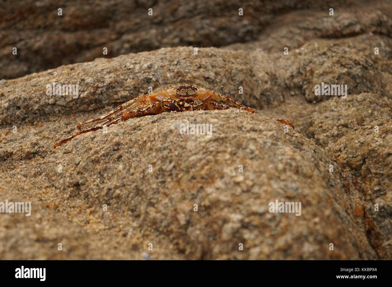 Granchio su una pietra in Acapulco spiaggia México Foto Stock