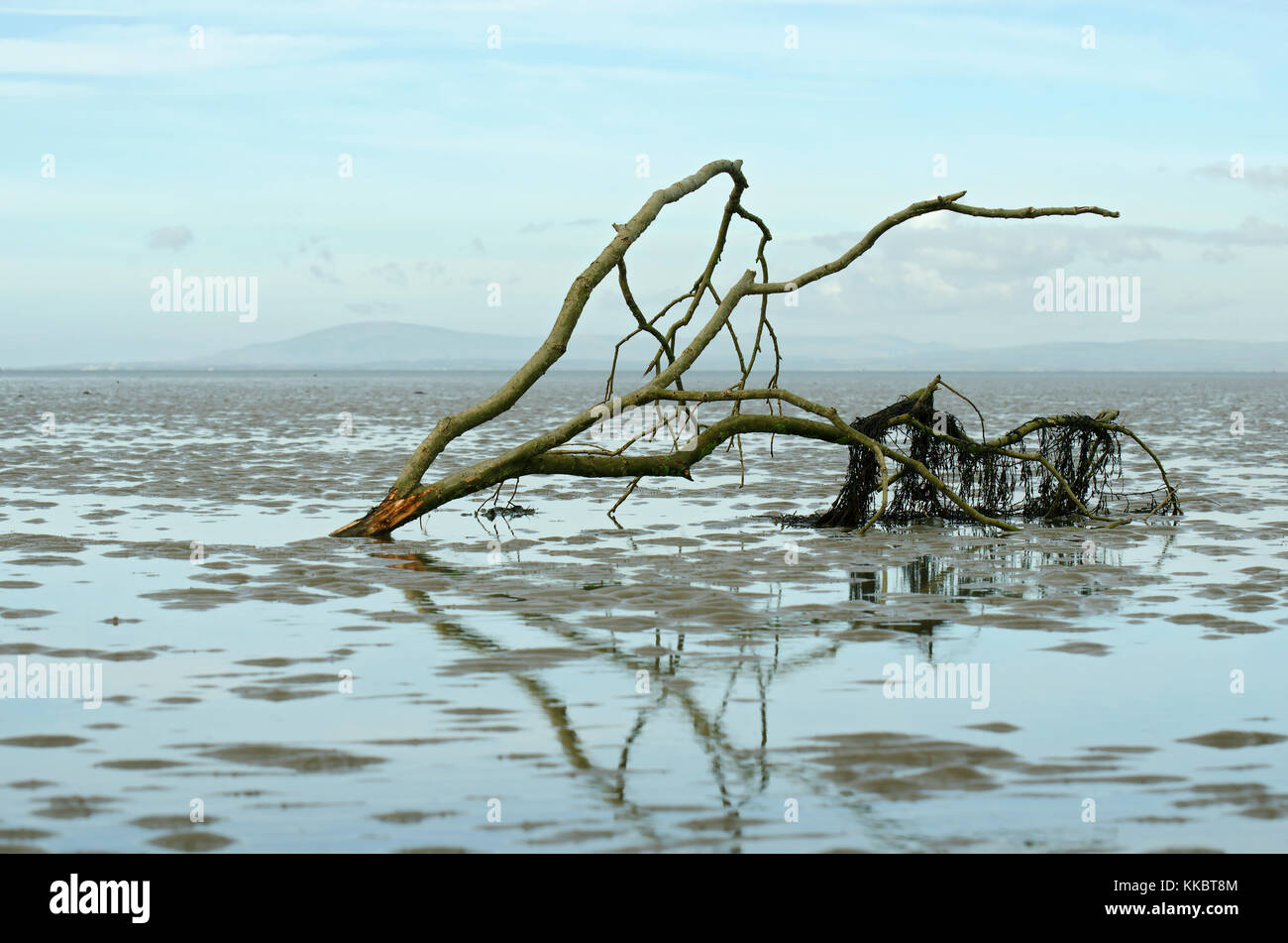 Driftwood succursale in Morecambe bay, lancashire, Regno Unito Foto Stock