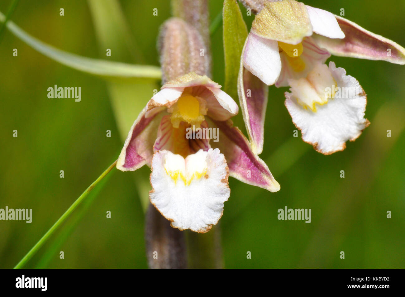 Elleborina palustre ' Bergonii palustris' fiori luglio agosto, in umido situazioni paludose,vicino, Braunton Burrows,Devon, Regno Unito Foto Stock