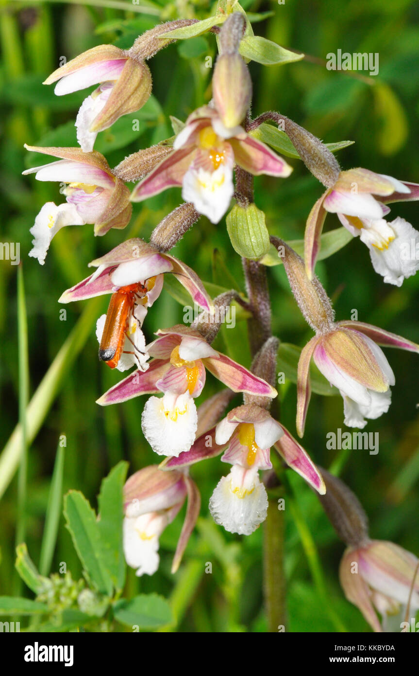 Marsh Helleborine' Epipactis palustris' con Soldier Beetle, fiorito nel mese di luglio, Braunton Burrows, Devon, Regno Unito Foto Stock