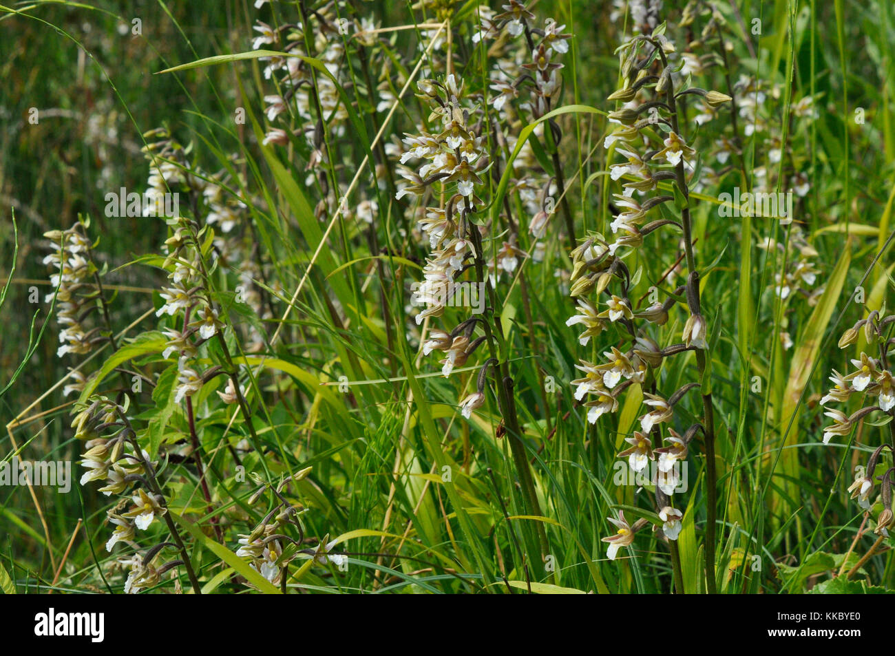 Elleborina palustre ' Bergonii palustris' fiori luglio agosto, in umido aree palustri ,Dry Sandford, Oxfordshire, Regno Unito Foto Stock